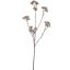 STAR ANISE 62CM CHAMPAGNE