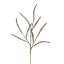 FOXTAIL GLITTER BRANCH 78CM CHAMPAGNE