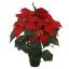 POINSETTIA IN POT 35CM RED