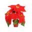 POINSETTIA X3 IN POT 25CM RED