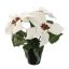 POINSETTIA X3 IN POT 25CM CREAM