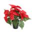 POINSETTIA X3 IN POT 25CM RED