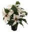 POINSETTIA X5 IN POT 36CM CREAM