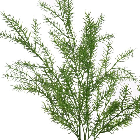 SPRENGERI BRANCH 104CM GREEN