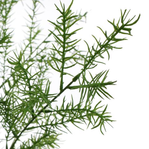 SPRENGERI BRANCH 104CM GREEN