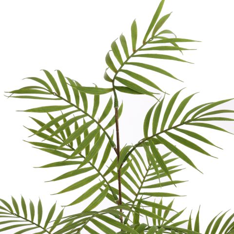 PALM LEAVES BRANCH 80CM GREEN