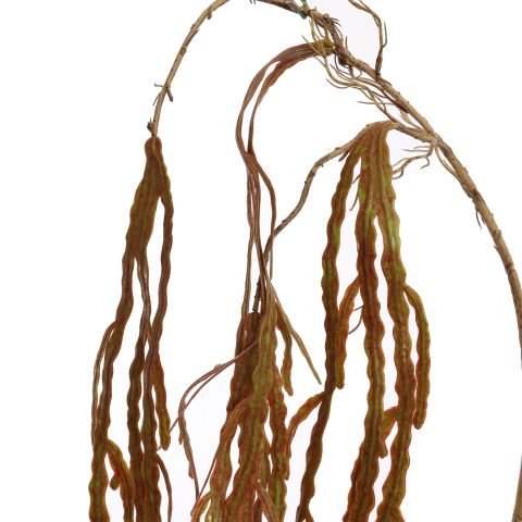 RHIPSALIS 125CM BROWN
