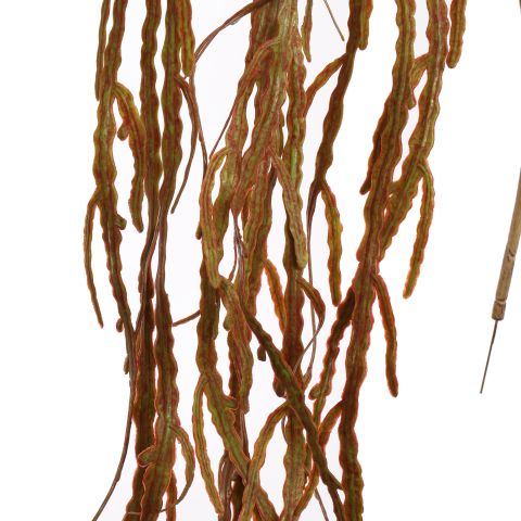 RHIPSALIS 125CM BROWN