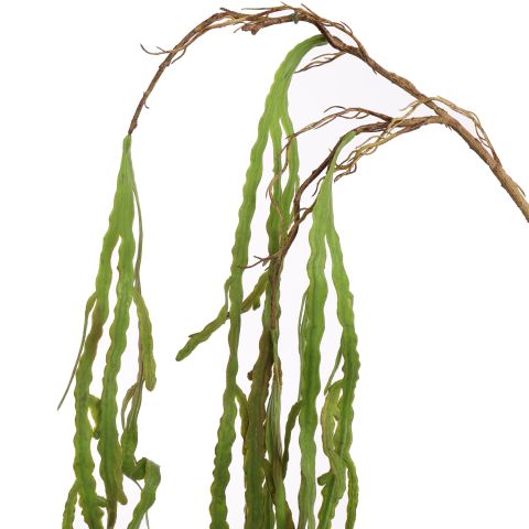 RHIPSALIS 125CM GREEN