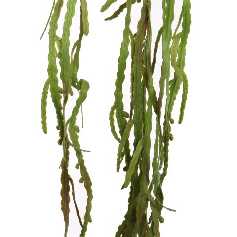 RHIPSALIS 125CM GREEN