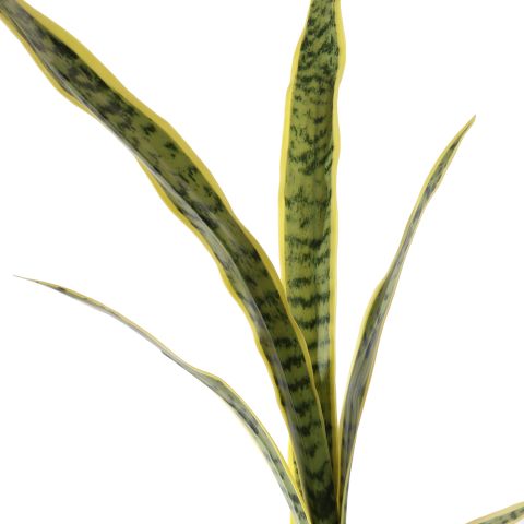 SNAKE PLANT STEM 120CM GREEN YELLOW