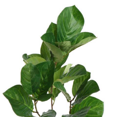 FICUS LYRATA 95CM GREEN