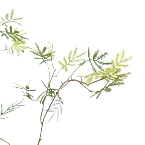 SLIM MIMOSA LEAVES SPRAY 130CM GREEN
