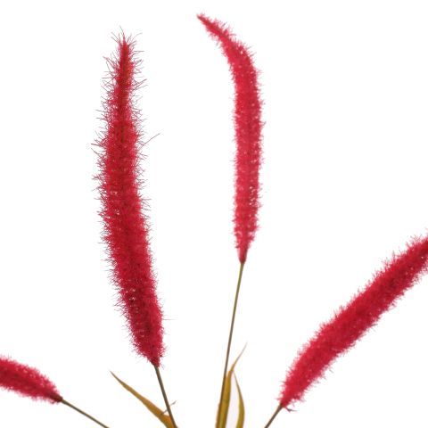 SETARIA GRASS SPRAY 74CM BEAUTY