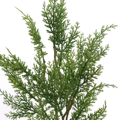 CYPRESS 60CM GREEN