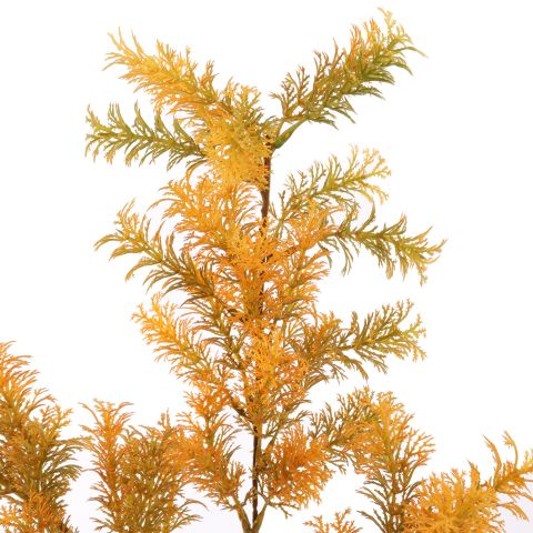 ASPARAGUS 73CM ORANGE