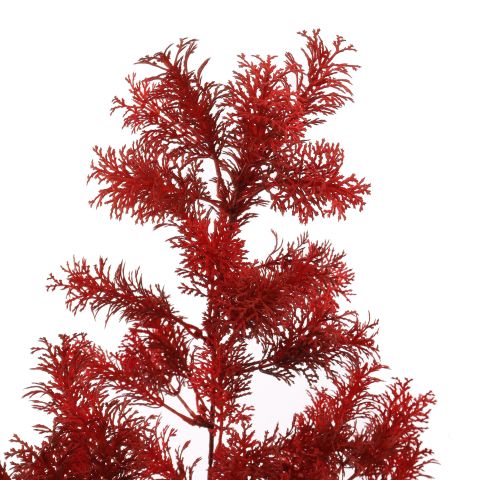 ASPARAGUS 73CM RED