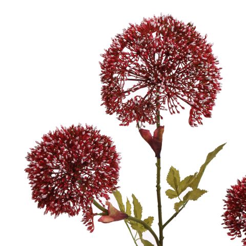 HERACLEUM 90CM RED