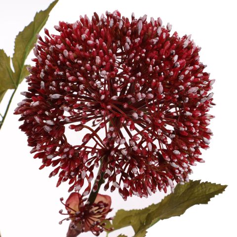 HERACLEUM 90CM RED