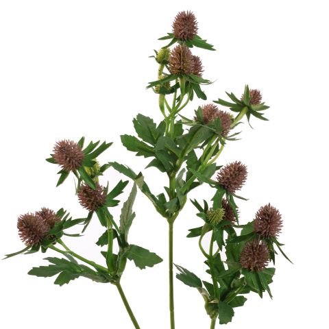 ASIAN THISTLE 61CM MAUVE