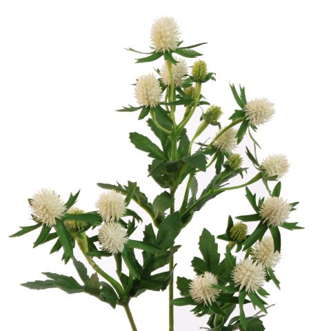ASIAN THISTLE 61CM WHITE