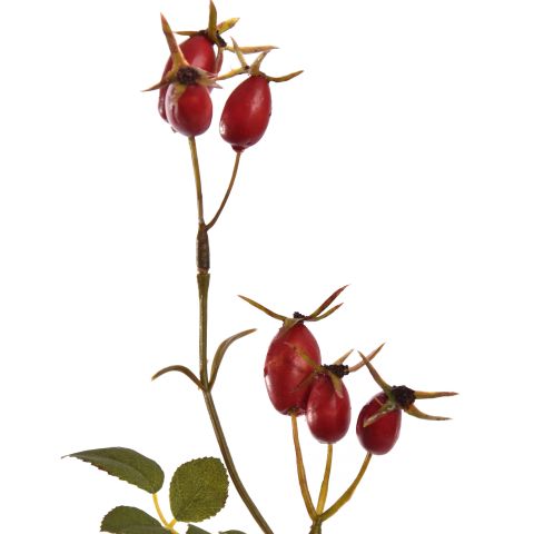 ROSEHIP SPRAY 67CM RED