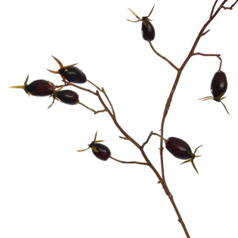 ROSEHIP SPRAY 77CM BLACK