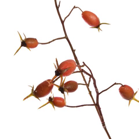 ROSEHIP SPRAY 77CM ORANGE