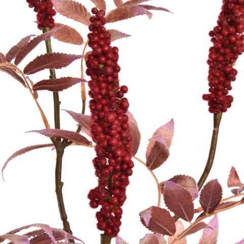 RHUS TYPINA BERRY 100CM RED