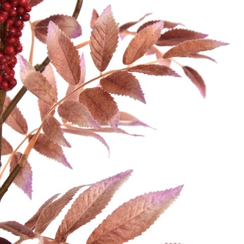 RHUS TYPINA BERRY 100CM RED