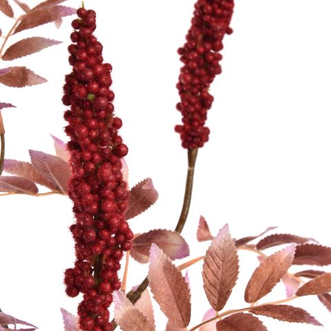 RHUS TYPINA BERRY 100CM RED