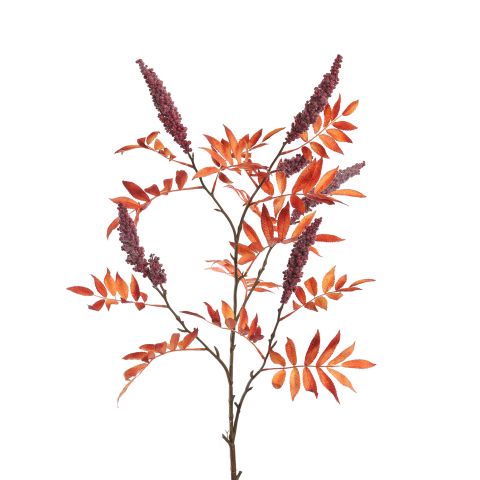 LARGE RHUS TYPINA BERRY 125CM BEAUTY