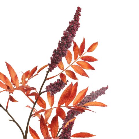 LARGE RHUS TYPINA BERRY 125CM BEAUTY