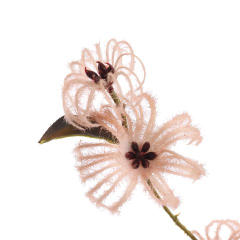 LARGE CLEMATIS FRUIT SPRAY 105CM MAUVE