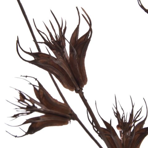 DRIED FLOWER BRANCH 80CM BROWN