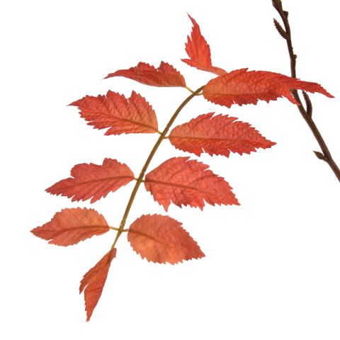 RHUS TYPHINA BRANCH 130CM RED
