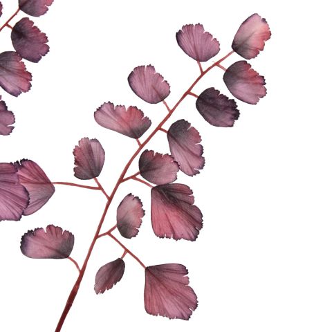 CELERY LEAF 100CM BURGUNDY
