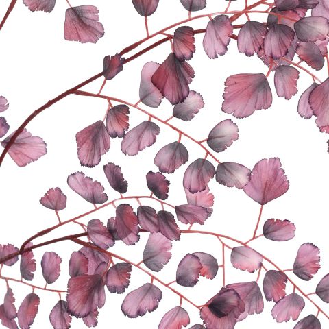 LARGE CELERY LEAF 130CM BURGUNDY