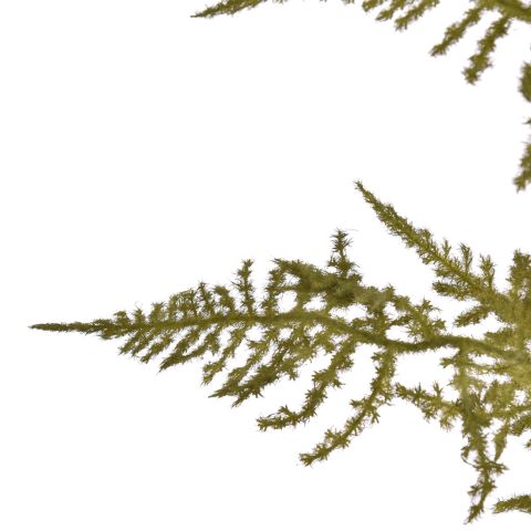 ASPARAGUS FLOCKED 75CM GREEN
