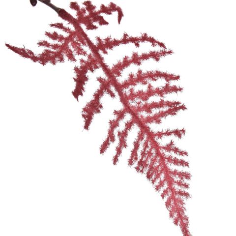LARGE ASPARAGUS FLOCKED 115CM MASSALA