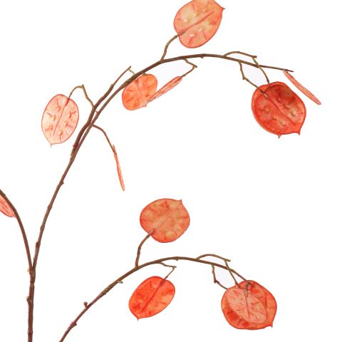 SILVER DOLLAR 80CM ORANGE