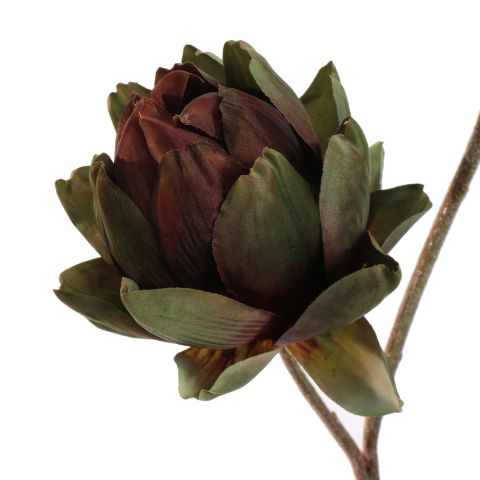 PROTEA 93CM GREEN