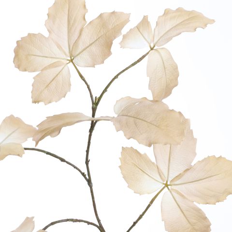 BEECH LEAVES 103CM BEIGE
