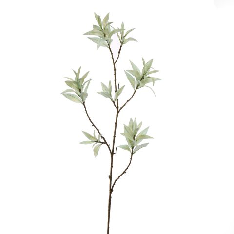 12510140-sage.jpg