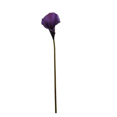 30653-vio_0.jpeg