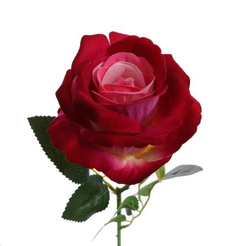 VELVET ROSE 50CM BEAUTY