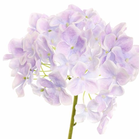 SINGLE HYDRANGE 63CM LILA