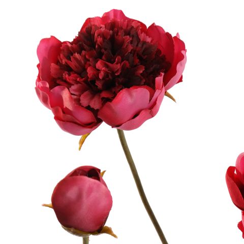 OPEN PEONY 64CM BEAUTY