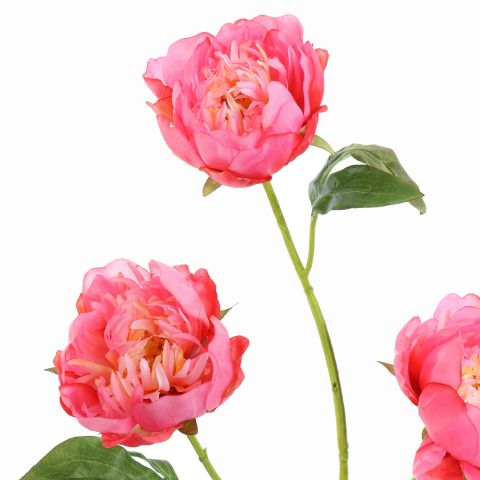 PEONY X 3 80CM BEAUTY