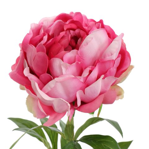 OPEN PEONY 80CM BEAUTY